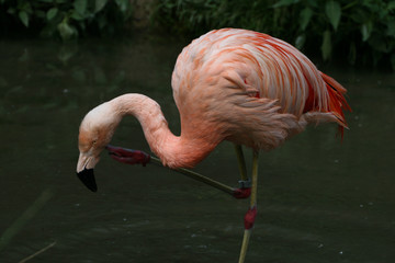 Flamingo