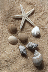 Fototapeta na wymiar Starfish and Seashells
