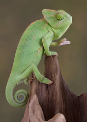Chameleon looking down © Cathy Keifer