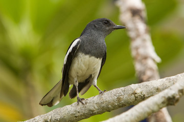 Oriental Magpie Robin 