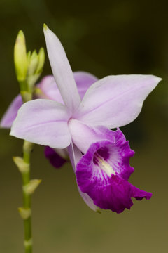 Wild orchid 