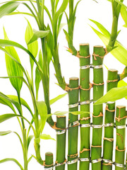 Naklejka premium Bamboo leaves isolated on white background