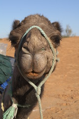Camel  face 1