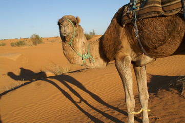 Camel and shadow 1