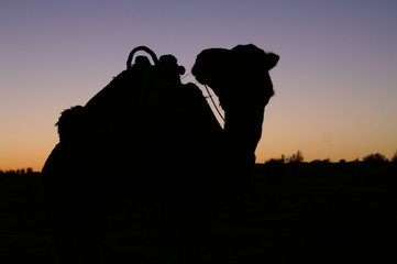 Camel Silhouette 1