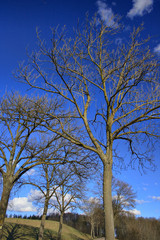 Fototapeta premium Trees