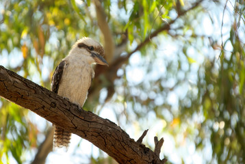 kookaburra in tree
