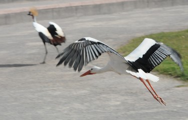 storch