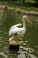 A White Stork in the wetland