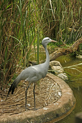 A Common Crane
