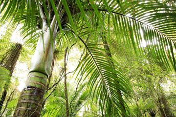 Tropical forest