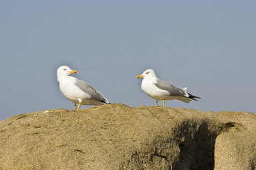 mouette 56 J.Ribieff