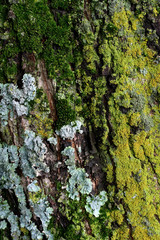 Moss & Lichens on Tree