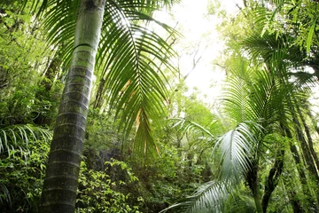 Foto op Plexiglas Tropisch oerwoud © Stillfx