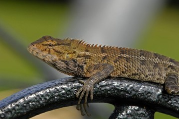 monitor lizard in the gardens