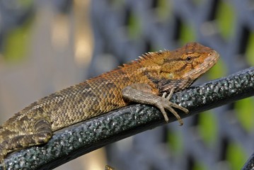 monitor lizard in the gardens
