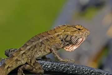 monitor lizard in the gardens