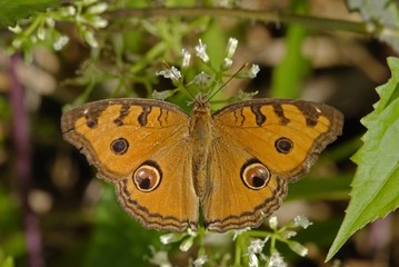 junonia almanac javana, peacock pansy butterfly