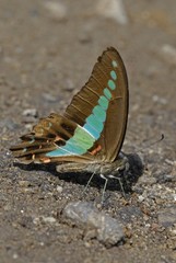 graphium sarpedon luctatius, common bluebottle butterfly