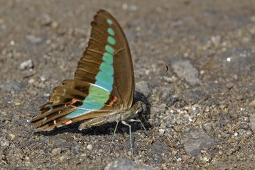 graphium sarpedon luctatius, common bluebottle butterfly