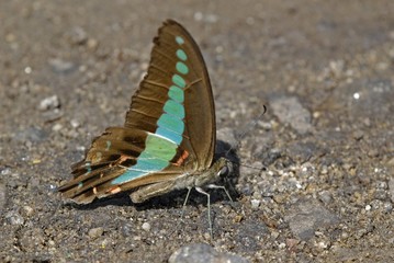 graphium sarpedon luctatius, common bluebottle butterfly