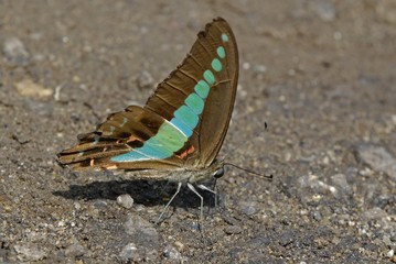 Obraz na płótnie Canvas graphium sarpedon luctatius, common bluebottle butterfly