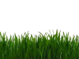 Fototapeta na wymiar Green grass isolate on white background