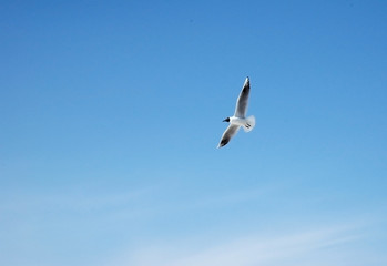 The seagull in flight on a background of the blue sky