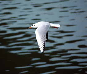 River gull