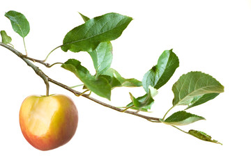 apple with bite on a branch