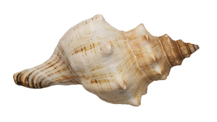 conch