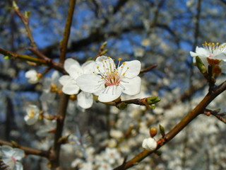 cherry blossoms