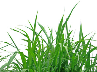 Naklejka premium trawa