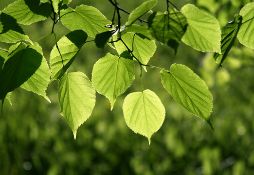 leaves of linden tree