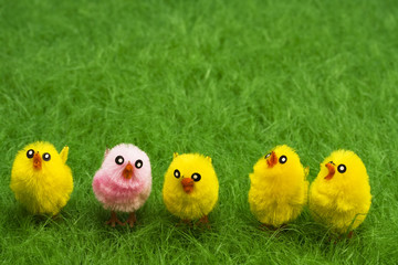 Baby Chicks