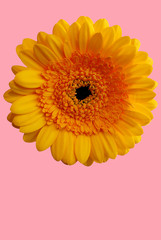 Close up of Gerber flower head on pink background. Vertical photo with copy space. Greeting card.