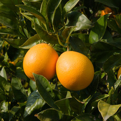 red citrus of Sicily on the tree
