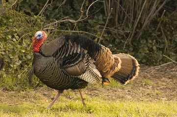 Turkey tom strutting