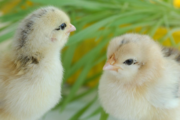 newly born chicken