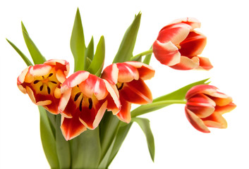 Obraz premium tulips on white