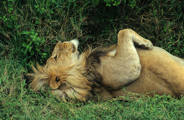 LION AU REPOS