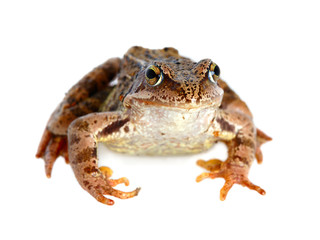 frog