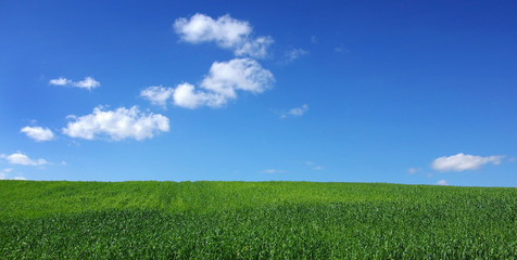 Fototapeta na wymiar Field of green wheat with blue sky and clouds.