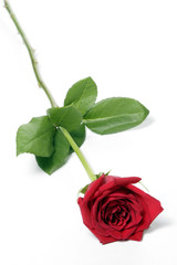 Fototapeta premium Single Red Rose