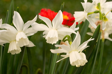 White Daffodils