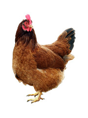 Chicken. One chicken.