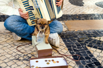 Street Musician's dog