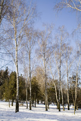 winter public garden