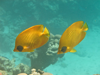 Fototapeta premium Reef coral fish Masked butterflyfish 2