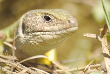 lézard